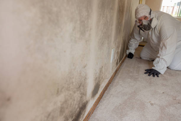 Best Mold Odor Removal Services  in USA